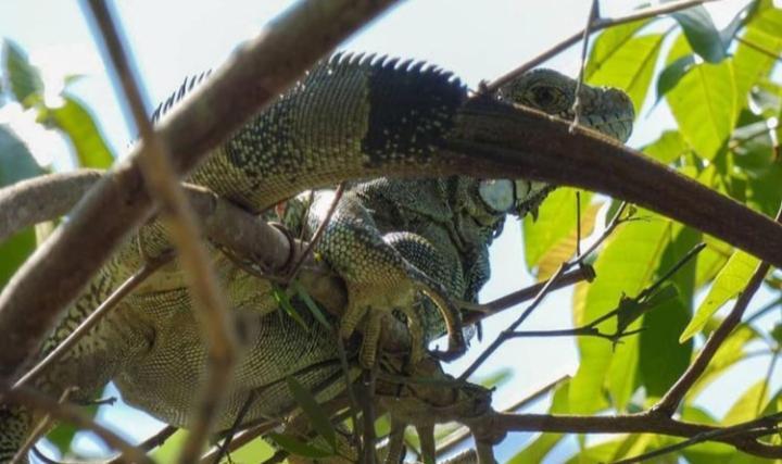 Готель Amazon Gero Tours Careiro da Varzea Екстер'єр фото
